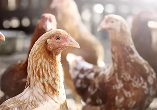 METHODS Special Issue: Multiplexing Enables More Robust Surveillance for Avian Influenza