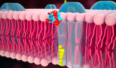 Multiplex Immunoassays Enable Evaluation of GPCR-Antibody Binding