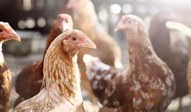 METHODS Special Issue: Multiplexing Enables More Robust Surveillance for Avian Influenza